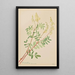Hedysarum Hedysarum sulphurescens - Mary Vaux Walcott — quadro incorniciato alla parete