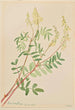 Hedysarum Hedysarum sulphurescens - Mary Vaux Walcott — vista dell’opera