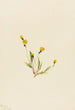 Hieracium gracile - Mary Vaux Walcott — vista dell’opera