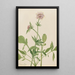Héliotrope Valériane Valeriana sitchensis - Mary Vaux Walcott — quadro incorniciato alla parete