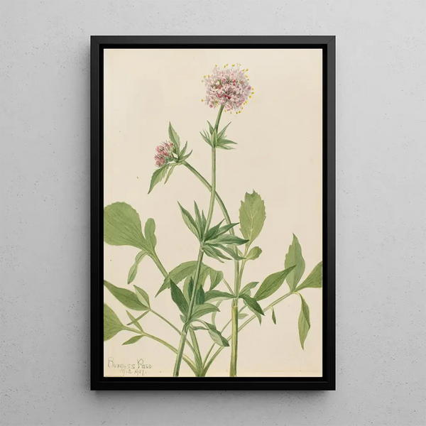 Mary Vaux Walcott - Heliotrope Valerian Valeriana sitchensis.webp