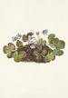 Hepatica americana - Mary Vaux Walcott — vista dell’opera