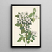 Ronce des haies Rubus argutus - Mary Vaux Walcott — quadro incorniciato alla parete