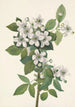 Ronce des haies Rubus argutus - Mary Vaux Walcott — vista dell’opera