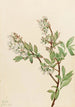 Myrtille en corymbe Vaccinium corymbosum - Mary Vaux Walcott — vista dell’opera