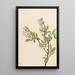 Myrtille en corymbe Vaccinium corymbosum - Mary Vaux Walcott — quadro incorniciato alla parete