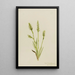 Spiranthes à capuchon Ibidium strictum - Mary Vaux Walcott — quadro incorniciato alla parete