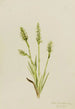Spiranthes à capuchon Ibidium strictum - Mary Vaux Walcott — vista dell’opera