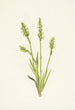 Spiranthes à capuchon Ibidium strictum - Mary Vaux Walcott — vista dell’opera