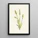 Spiranthes à capuchon Ibidium strictum - Mary Vaux Walcott — quadro incorniciato alla parete