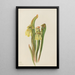 Sarracénie à capuchon Sarracenia minor - Mary Vaux Walcott — quadro incorniciato alla parete
