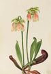 Sarracénie ibrido Sarracenia minor x psittacina - Mary Vaux Walcott — vista dell’opera