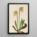 Sarracénie ibrido Sarracenia minor x psittacina - Mary Vaux Walcott — quadro incorniciato alla parete