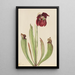 Sarracénie hybride Sarracenia rubra x purpurea venosa - Mary Vaux Walcott — quadro incorniciato alla parete