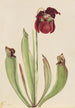 Sarracénie hybride Sarracenia rubra x purpurea venosa - Mary Vaux Walcott — vista dell’opera