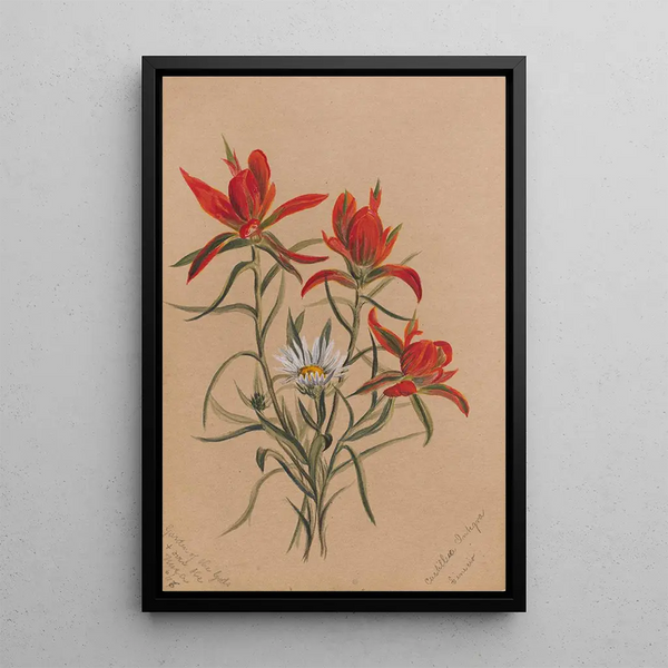 Mary Vaux Walcott - Indian Paintbrush Castilleja rhexifolia.webp