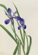 Iris Iris species - Mary Vaux Walcott — vista dell’opera