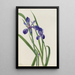 Iris Iris species - Mary Vaux Walcott — quadro incorniciato alla parete