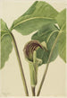 Arisème triphylle Arisaema triphyllum - Mary Vaux Walcott — vista dell’opera