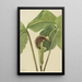 Arisème triphylle Arisaema triphyllum - Mary Vaux Walcott — quadro incorniciato alla parete