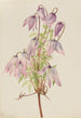 Clématite pseudo-alpine Clematis pseudoalpina - Mary Vaux Walcott — vista dell’opera
