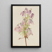 Clématite pseudo-alpine Clematis pseudoalpina - Mary Vaux Walcott — quadro incorniciato alla parete