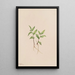 Kruhsea Kruhsea streptopoides - Mary Vaux Walcott — quadro incorniciato alla parete
