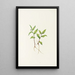 Fleur de Kruhsea Kruhsea streptopoides - Mary Vaux Walcott — quadro incorniciato alla parete