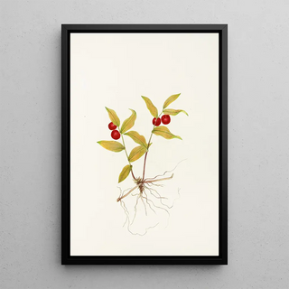 Mary Vaux Walcott - Kruhsea fruit Kruhsea streptopoides.webp