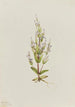 Gentiane acaule Gentiana acuta - Mary Vaux Walcott — vista dell’opera