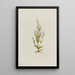 Gentiane acaule Gentiana acuta - Mary Vaux Walcott — quadro incorniciato alla parete