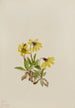 Arnica de Lake Louise Arnica louisiana - Mary Vaux Walcott — vista dell’opera
