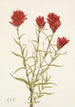 Castilléjie à feuilles lancéolées Castilleja lancifolia - Mary Vaux Walcott — vista dell’opera