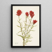 Castilléjie à feuilles lancéolées Castilleja lancifolia - Mary Vaux Walcott — quadro incorniciato alla parete