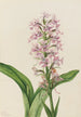 Orchidée frangée pourpre Habenaria grandiflora - Mary Vaux Walcott — vista dell’opera