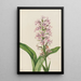 Orchidée frangée pourpre Habenaria grandiflora - Mary Vaux Walcott — quadro incorniciato alla parete
