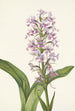 Orchidée frangée pourpre Habenaria grandiflora - Mary Vaux Walcott — vista dell’opera