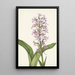 Orchidée frangée pourpre Habenaria grandiflora - Mary Vaux Walcott — quadro incorniciato alla parete