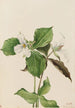 Trille bianco Trillium grandiflorum - Mary Vaux Walcott — vista dell’opera