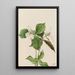 Trille bianco Trillium grandiflorum - Mary Vaux Walcott — quadro incorniciato alla parete