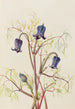 Clématite hirsute Clematis hirsutissima - Mary Vaux Walcott — vista dell’opera