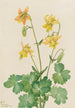 Ancolie citron Aquilegia flavescens - Mary Vaux Walcott — vista dell’opera