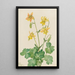 Ancolie citron Aquilegia flavescens - Mary Vaux Walcott — quadro incorniciato alla parete