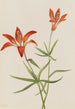 Lys Lilium montanum - Mary Vaux Walcott — vista dell’opera
