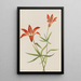 Lys Lilium montanum - Mary Vaux Walcott — quadro incorniciato alla parete