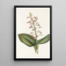 Lys Twayblade Liparis liliifolia - Mary Vaux Walcott | Reproduction — quadro incorniciato alla parete