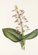 Lys Twayblade Liparis liliifolia - Mary Vaux Walcott | Reproduction — vista dell’opera