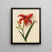 Lis - Mary Vaux Walcott — quadro incorniciato alla parete
