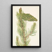 Pin flessibile Pinus flexilis - Mary Vaux Walcott — quadro incorniciato alla parete