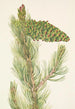 Pin flessibile Pinus flexilis - Mary Vaux Walcott — vista dell’opera